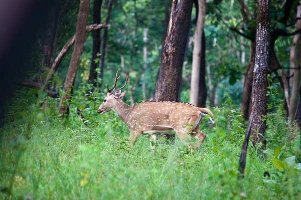 Parc national de Mudumalai