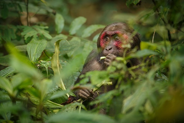 Gibbon Wildlife Sancturay