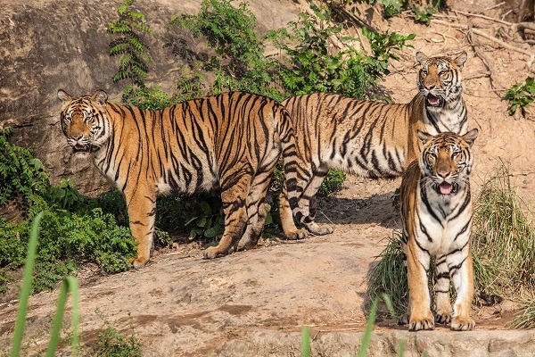 Parc national de Ranthambhore