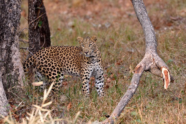 Parc national de Tadoba-Andhari