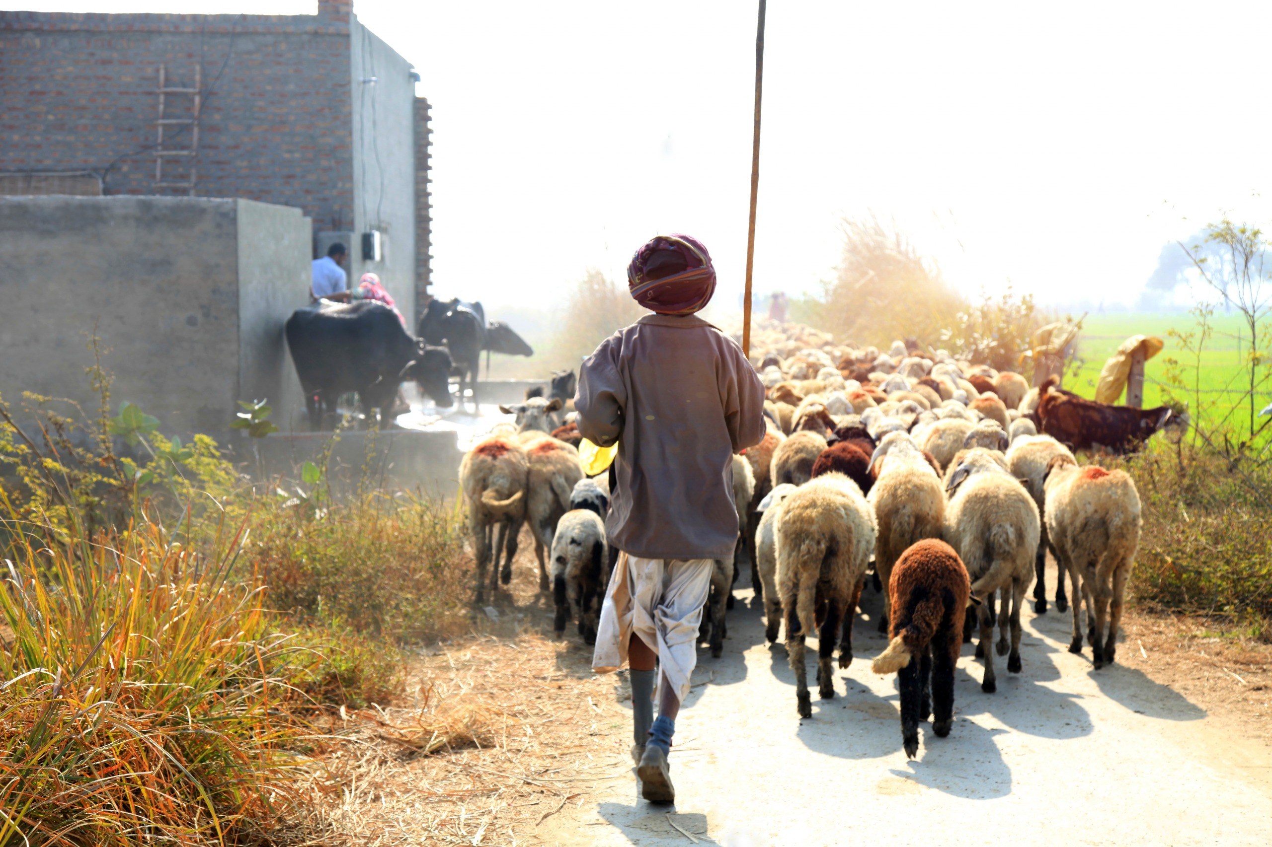 Haryana