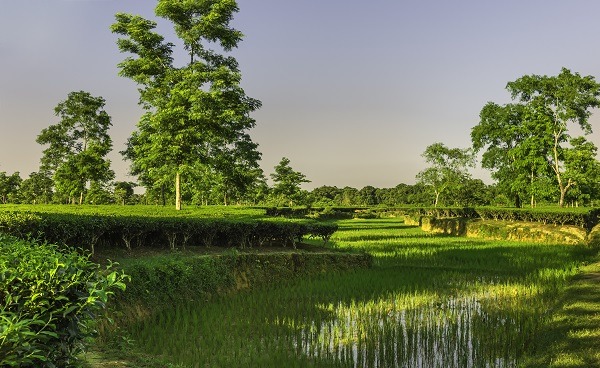 Jorhat