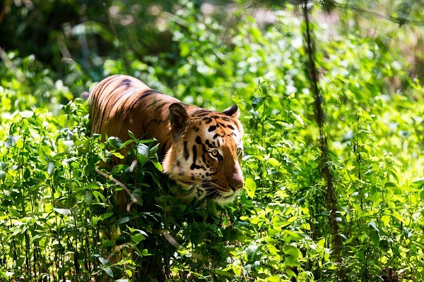 Parc national de Jim Corbett