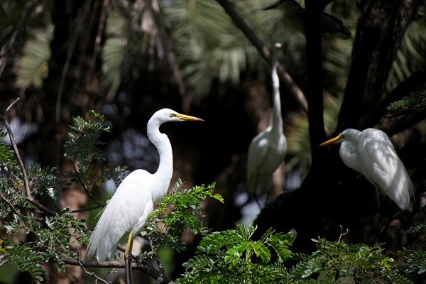 Sanctuaire de la faune de Chilika