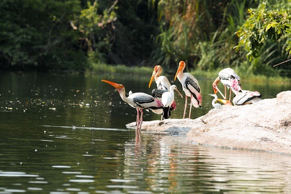 Sanctuaire d’oiseaux de Ranganathithu