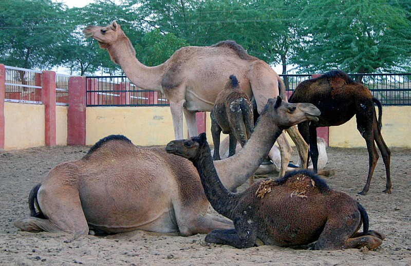 Le Camel Farm de Bikaner