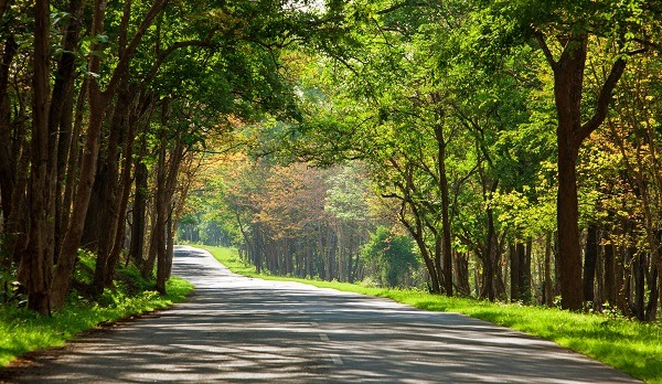 Parc National de Bandipur