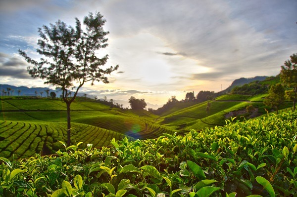 Coonoor