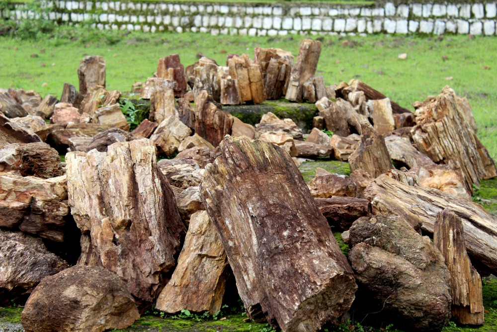 Akal Wood Parc des fossiles