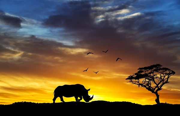 Parc national de Kaziranga