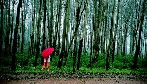 Pachmarhi