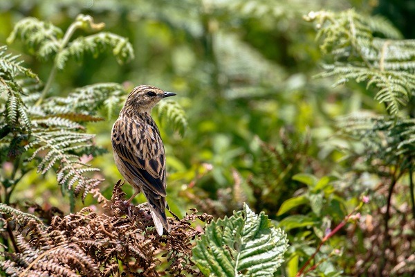 Eravikulam National Park
