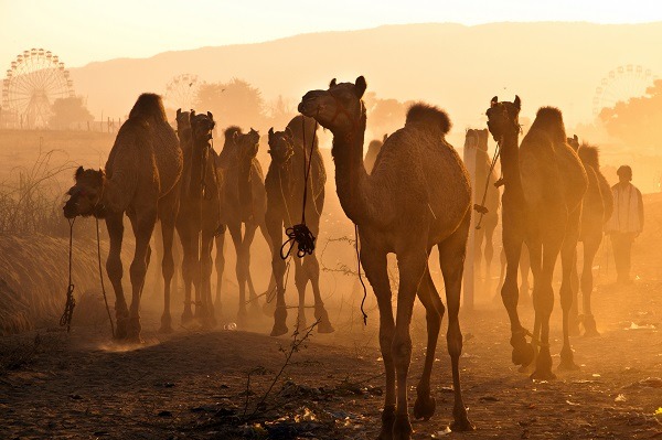 Pushkar Camel Fair (Pushkar Mela)