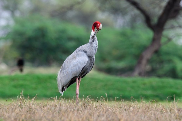 Keoladeo National Park
