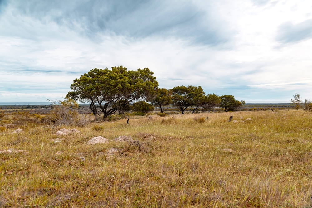 Melville Koppies Nature Reserve