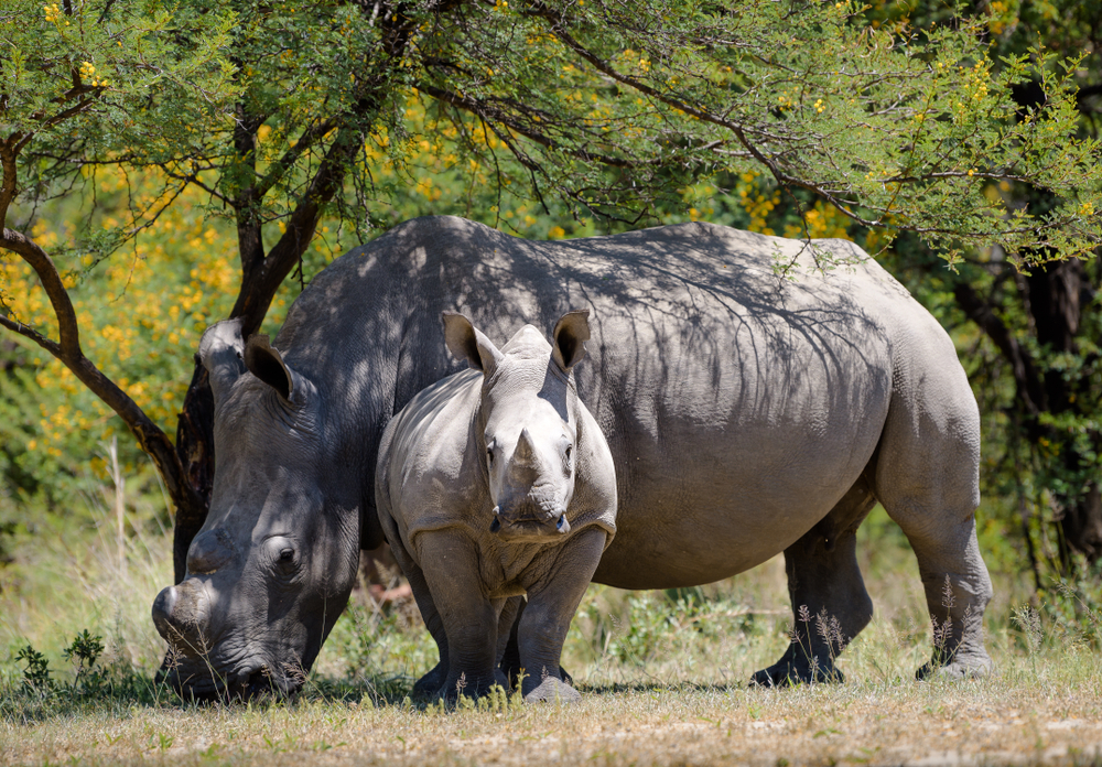 Mabula Game Reserve