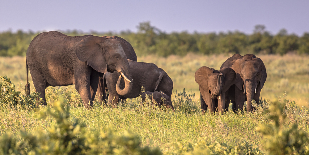 Addo Elephant National Park
