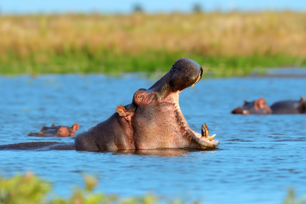 Mlilwane Wildlife Sanctuary