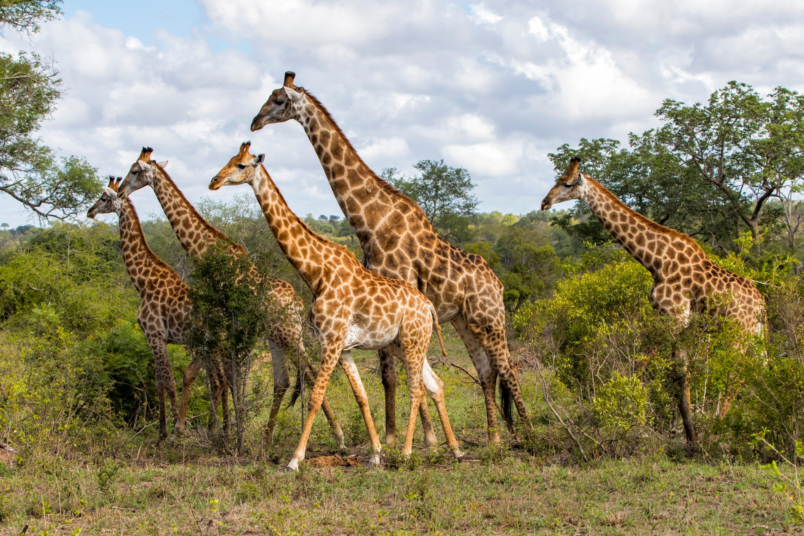 Sabi Sand Game Reserve