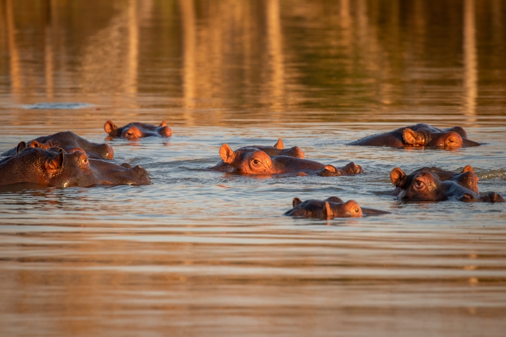 iSimangaliso Wetland Park – Saint Lucia