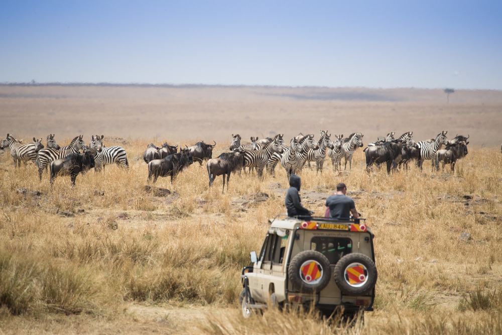 Les plus beaux safaris d'Afrique du Sud