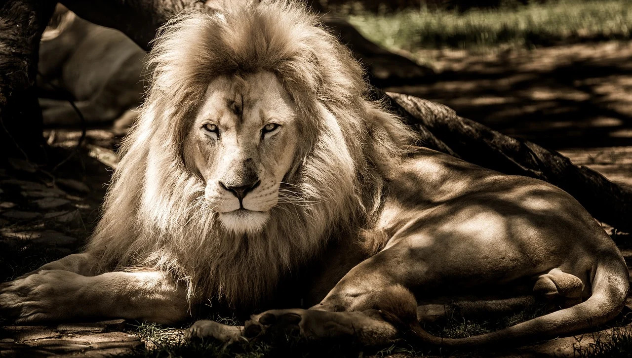 La réserve de Timbavati