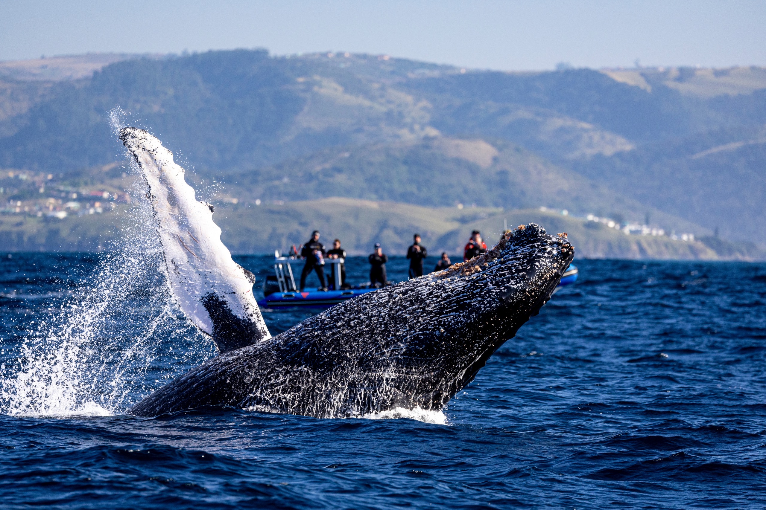 Où voir les baleines en Afrique du Sud ?