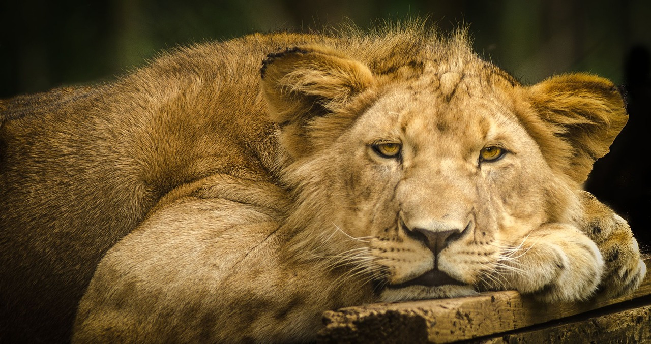 Parc National Kruger