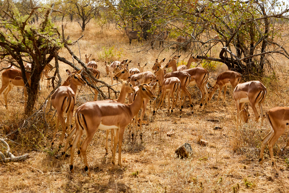Mpumalanga