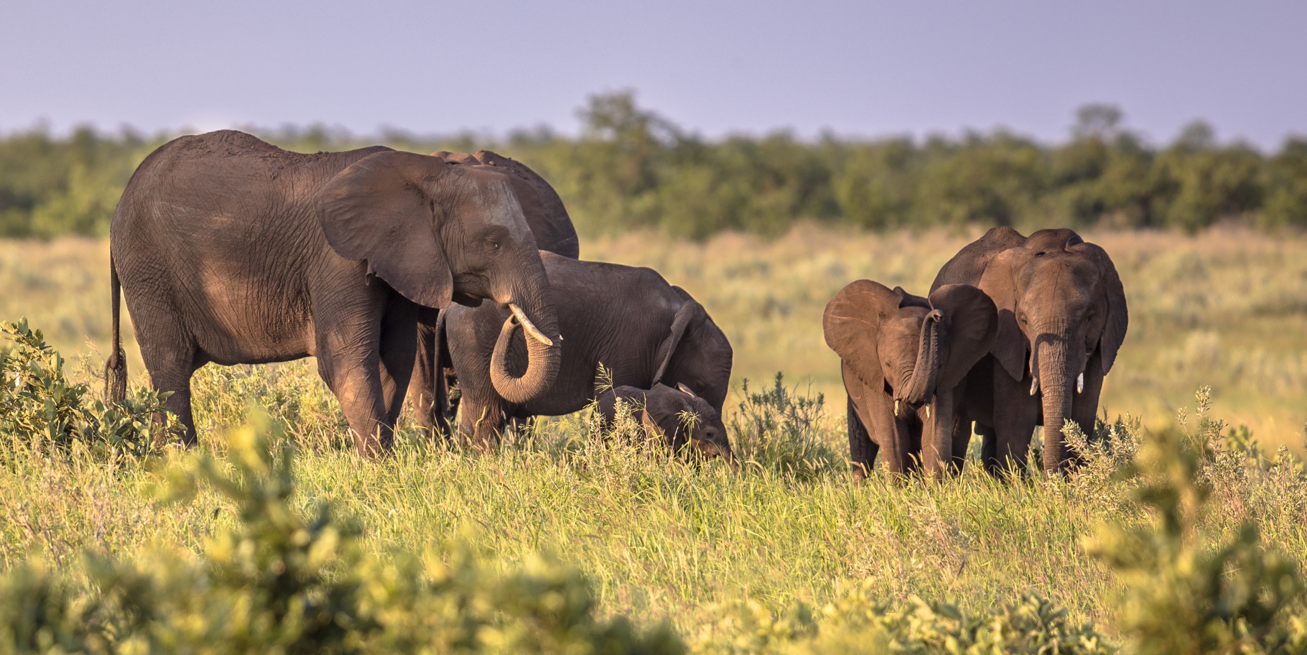 Del Kruger a la Elephant Coast pasando por Swaziland