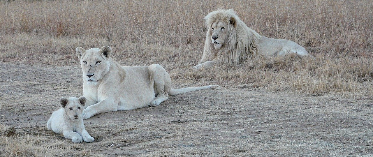 Rencontres sur les Terres du Lion Blanc