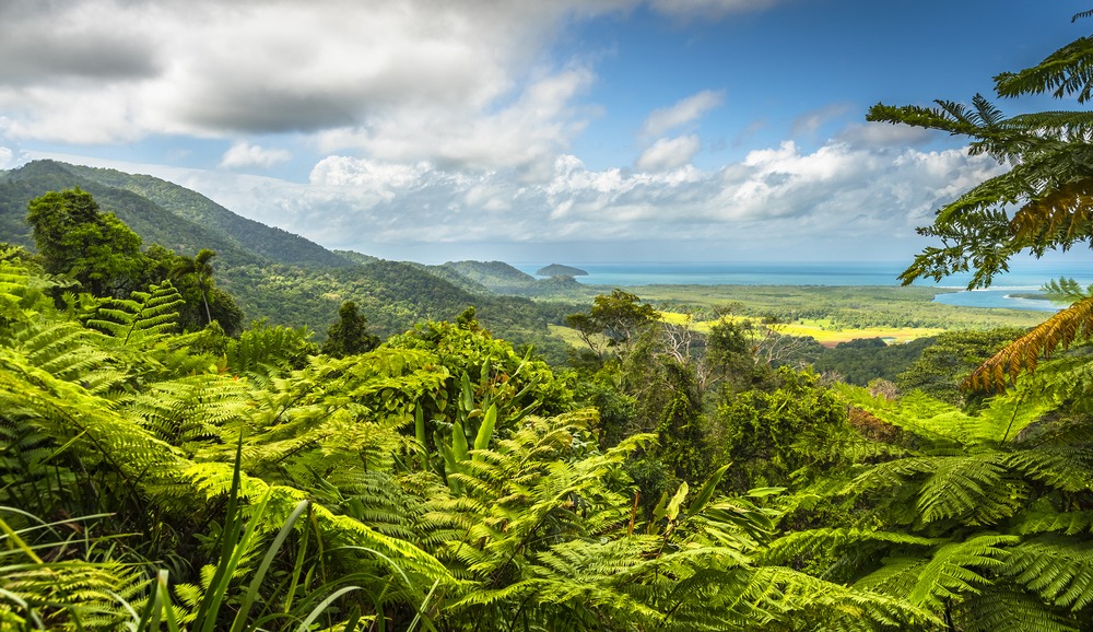 Parc National de Daintree