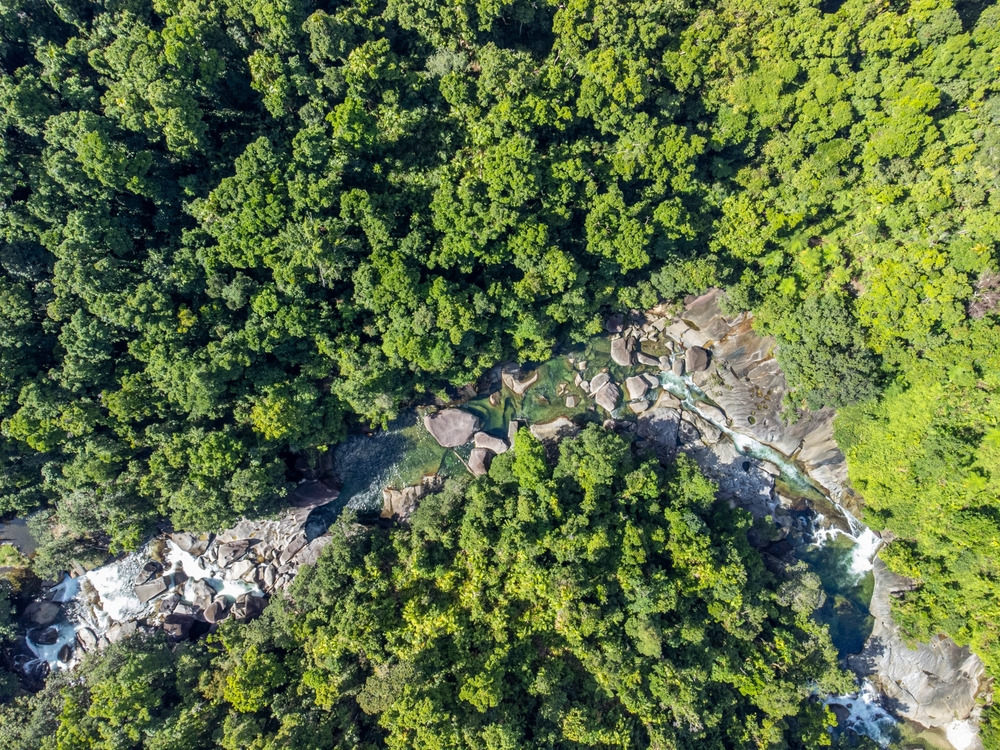 La forêt de Daintree