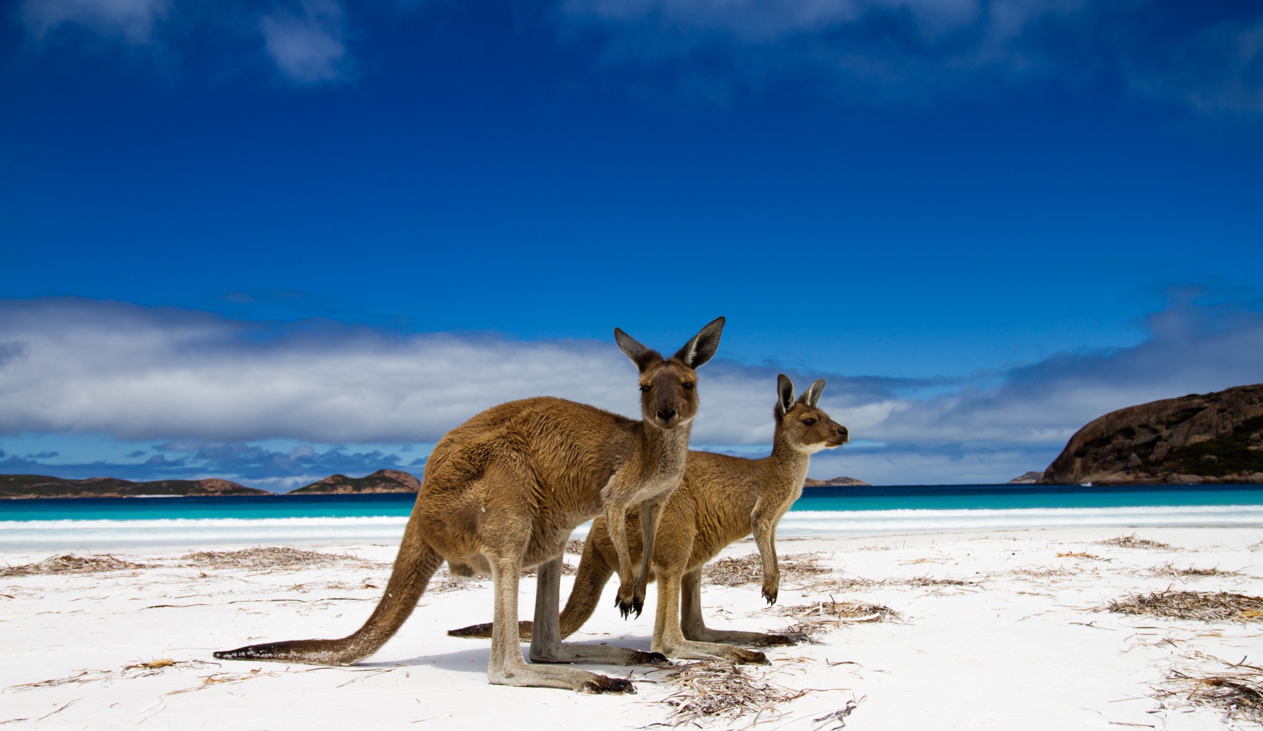 Zoom sur le Kangourou, l'animal emblématique de l'Australie
