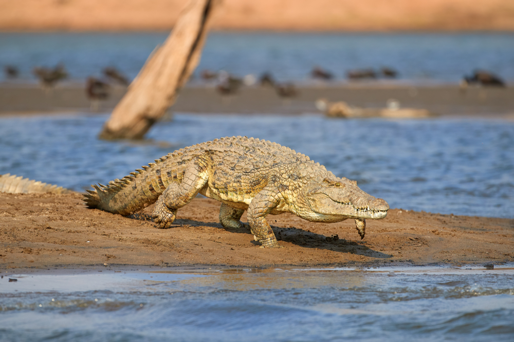 Endemic wildlife