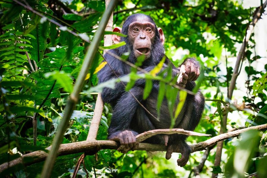 Voyage de 10 jours en Ouganda : Que faire ?