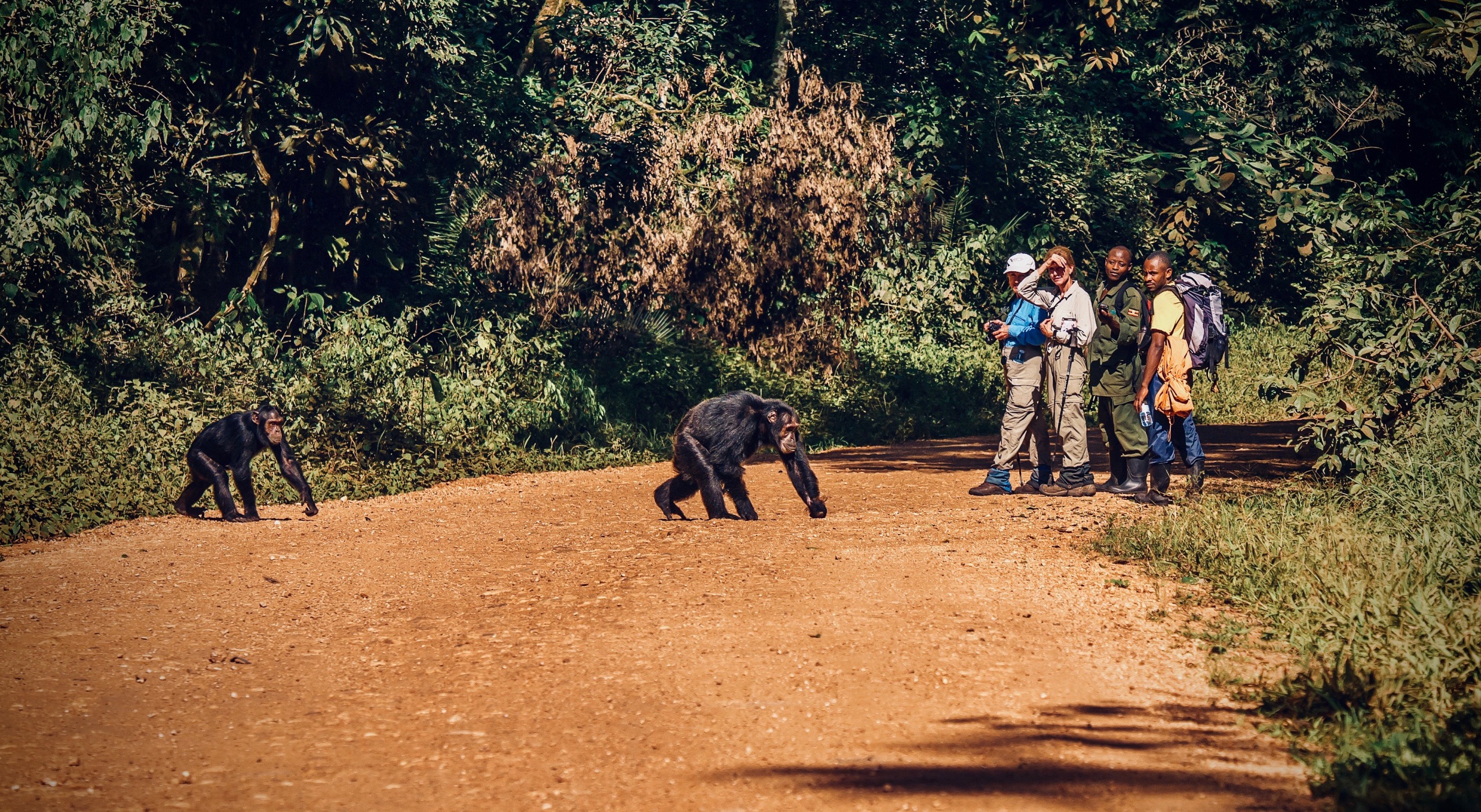 Voyage de 10 jours en Ouganda : Que faire ?