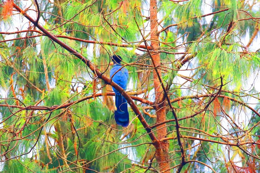 Voyage de 10 jours en Ouganda : Que faire ?