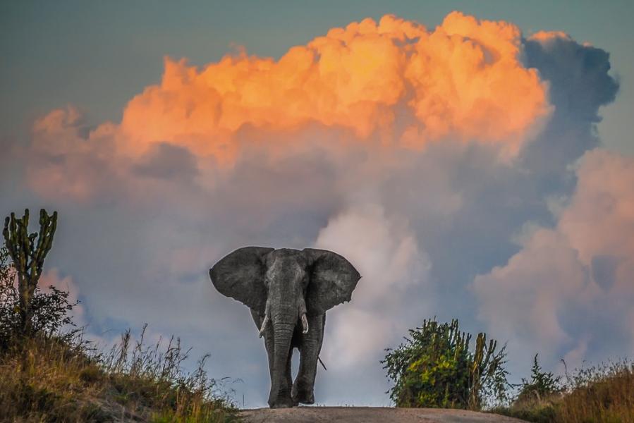 Voyage de 10 jours en Ouganda : Que faire ?