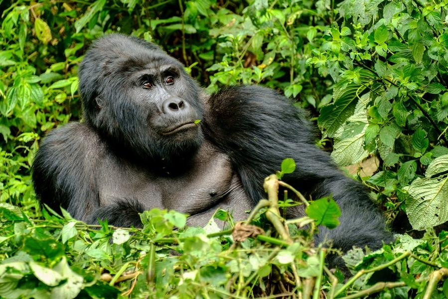 Voyage de 10 jours en Ouganda : Que faire ?