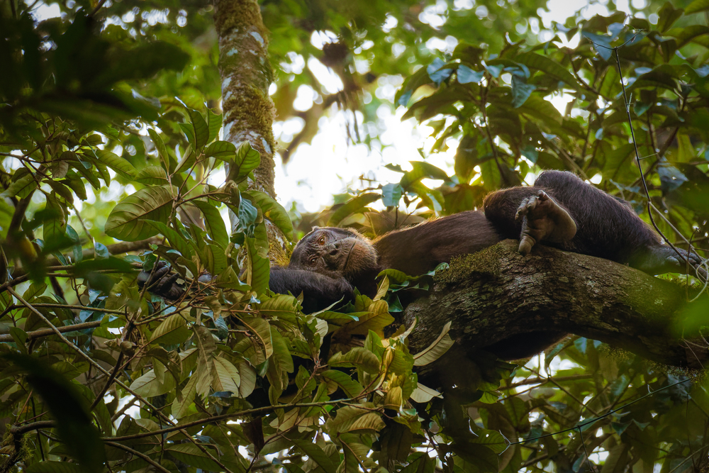 Rwenzori Mountains National Park