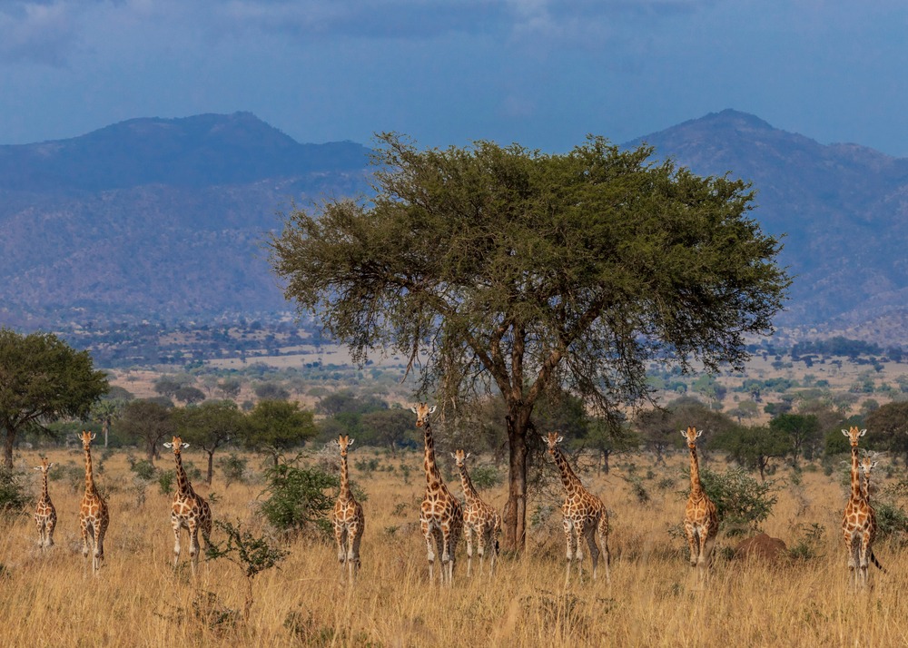 Parc national de Kidepo Valley