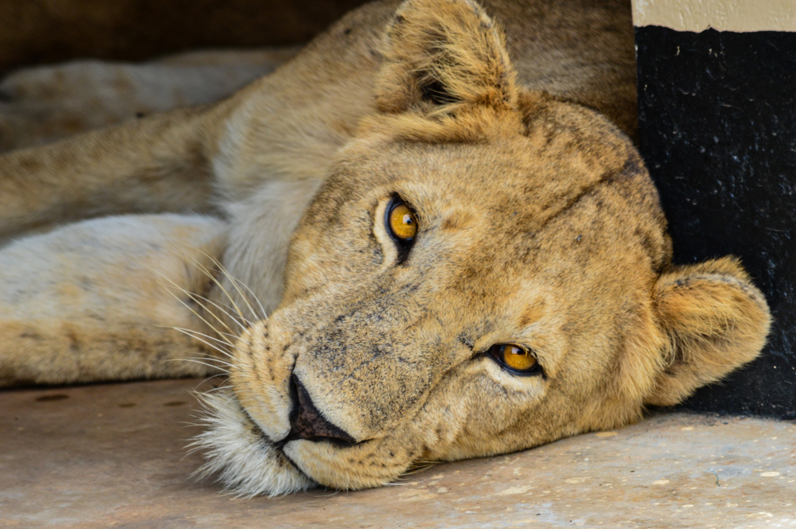 Où observer le Big Five en Ouganda ?