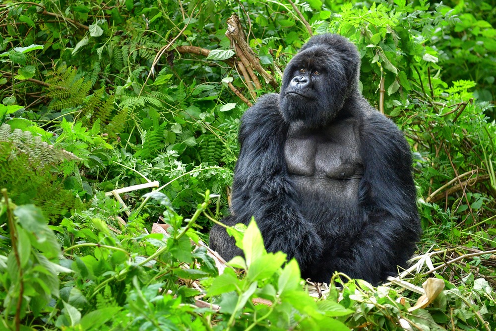 Osservazione dei Gorilla