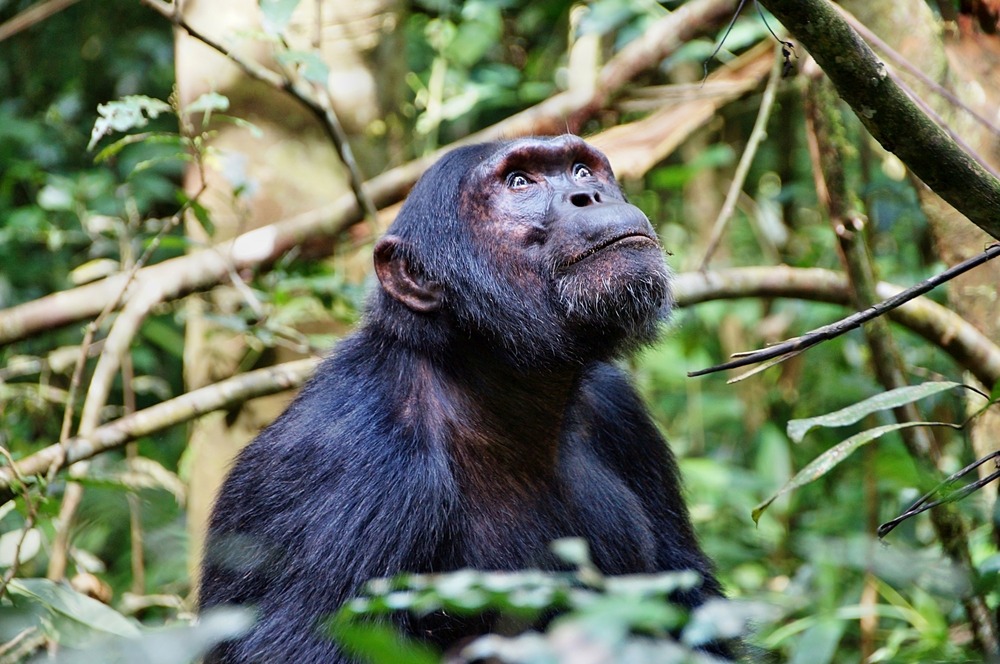 Réserve de Kibale