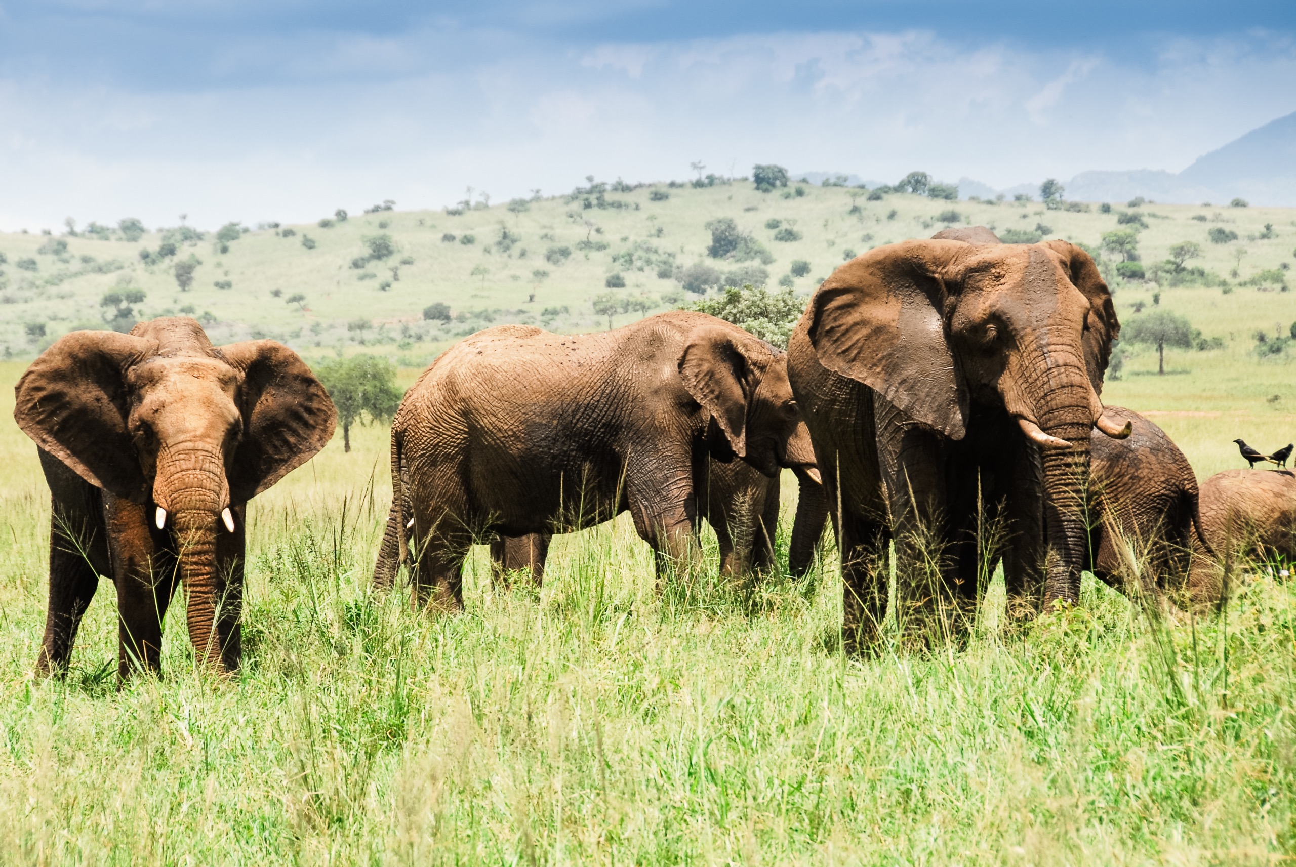 Parcs et réserves naturelles où observer les éléphants en Ouganda