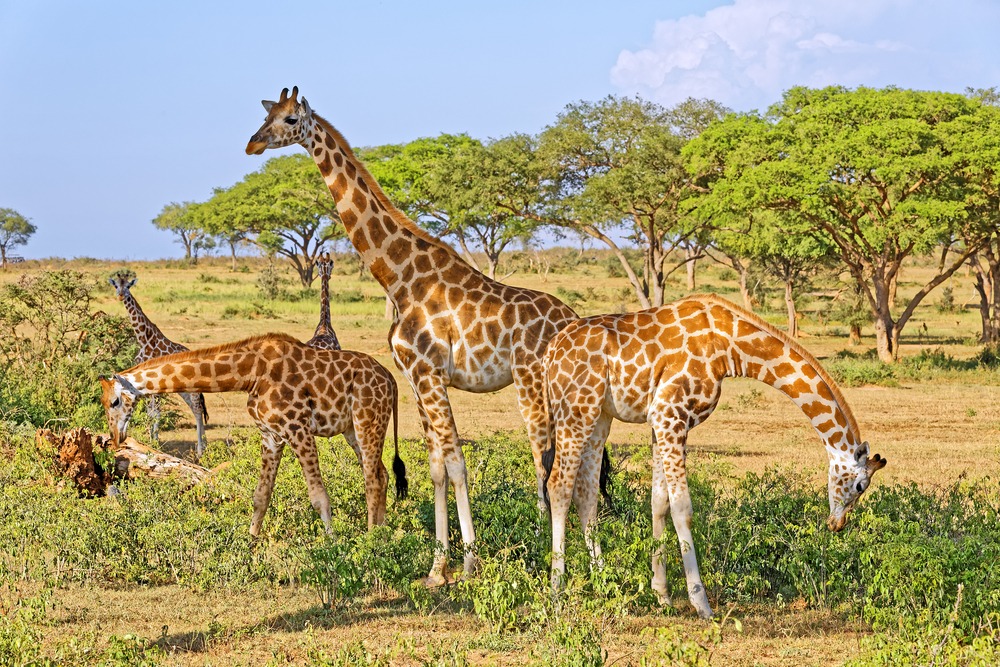 Les plus beaux safaris de l'Ouganda