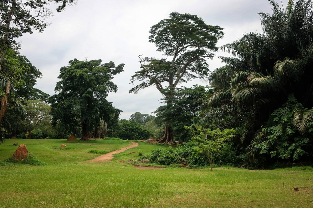 Safaris en savane