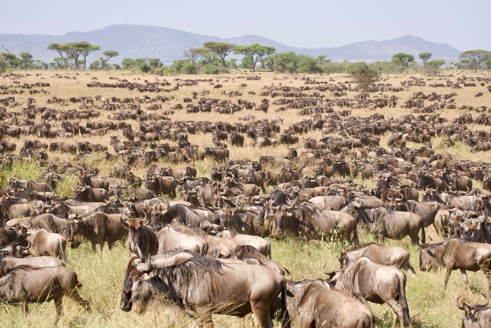 Serengeti National Park