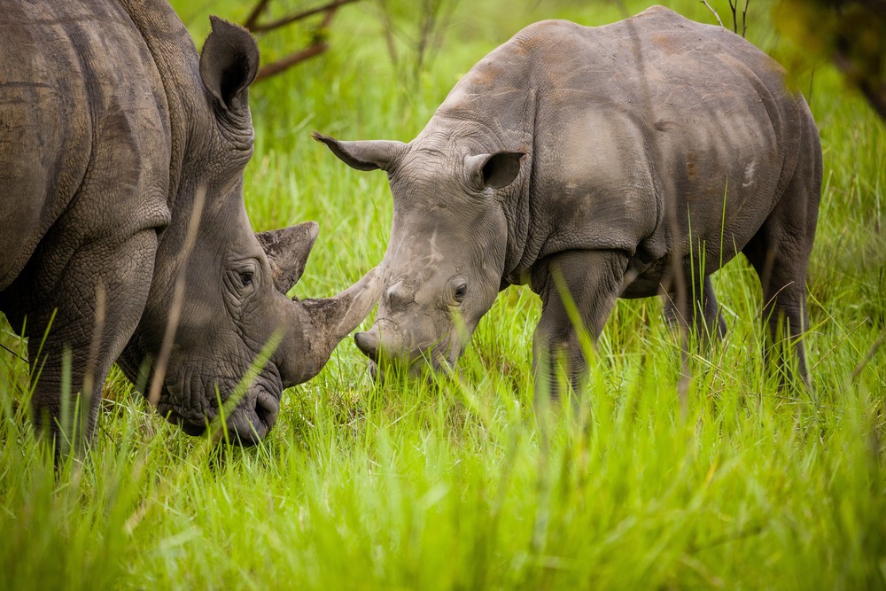 Rencontre avec les rhinocéros du sanctuaire de Ziwa